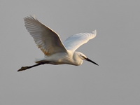 Little Egret  - Bueng Boraphet