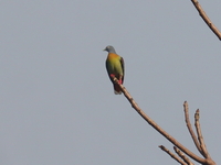 Little Green Pigeon - male  - Bala