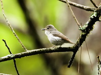 Little Pied Flycatcher - female  - Doi Suthep NP