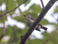 Little Pied Flycatcher - female  - Khao Luang NP