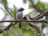 Little Pied Flycatcher - male  - Khao Luang NP