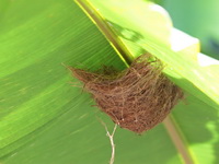 Long-billed Spiderhunter - nest  - Bala