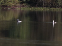 Long-tailed Duck  - Chiang Saen
