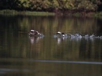 Long-tailed Duck  - Chiang Saen