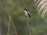 Long-tailed Shrike - ssp tricolor  - Doi Lang