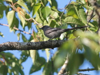 Long-tailed Sibia  - Mae Wong NP