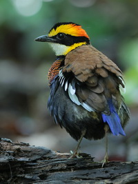 Malayan Banded Pitta - male  - Sri Phang Nga NP