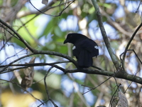 Malayan Black Magpie  - San Kala Khiri NP
