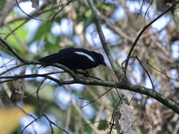 Malayan Black Magpie  - San Kala Khiri NP