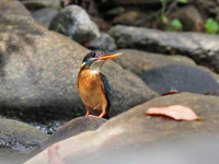 Malayan Blue-banded Kingfisher - female  - Bala