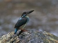 Malayan Blue-banded Kingfisher - male  - Sri Phang Nga NP