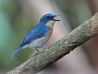 Malaysian Blue Flycatcher - female  - Pa Phru Sirindhorn