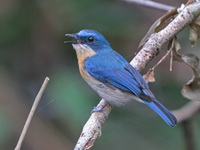 Malaysian Blue Flycatcher - female  - Pa Phru Sirindhorn
