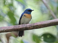 Malaysian Blue Flycatcher - male  - Pa Phru Sirindhorn