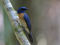 Malaysian Blue Flycatcher - male  - Pa Phru Sirindhorn