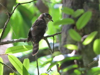 Malaysian Hawk-Cuckoo  - Khao Sok NP