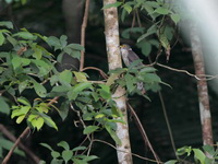 Malaysian Hawk-cuckoo  - Bala