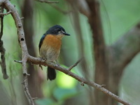 Mangrove Blue Flycatcher - female  - Yaring Mangrove Park
