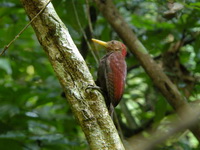 Maroon Woodpecker - male  - Khao Luang Krung Ching NP