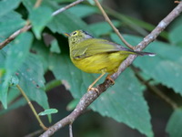 Marten's Leaf Warbler  - Doi Lang