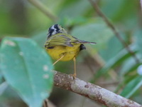 Marten's Leaf Warbler  - Doi Lang