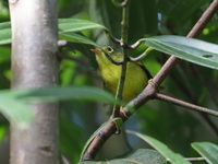 Marten's Leaf Warbler  - Doi Phu Kha NP