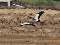 Milky Stork  - Phetchaburi