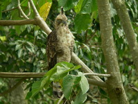 Mountain Hawk-Eagle - juvenile  - Kaeng Krachan NP