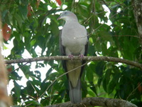Mountain Imperial Pigeon  - Kaeng Krachan NP