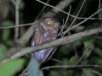 Mountain Scops Owl  - Phu Khieo WS