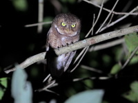 Mountain Scops Owl  - Phu Khieo WS