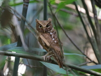 Mountain Scops Owl  - Kaeng Krachan NP