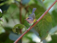Mountain Tailorbird  - Doi Inthanon NP