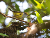 Mountain Tailorbird  - Khao Luang NP