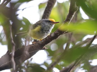 Mountain Tailorbird  - Khao Luang NP