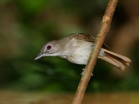 Moustached Babbler  - Khao Luang Krung Ching NP