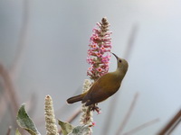 Mrs Gould's Sunbird - female  - Doi Lang