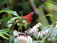 Mrs Gould's Sunbird - male  - Doi Inthanon NP