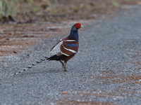 Mrs Hume's Pheasant - male  - Doi Lang