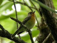 Mugimaki Flycatcher - female  - Phuket