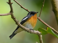 Mugimaki Flycatcher - male  - Phuket