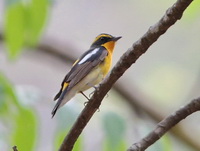 Narcissus Flycatcher - male  - Hup Pa Tad