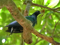 Nicobar Pigeon  - Mu Koh Similan NP