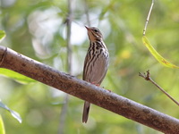 Olive-backed Pipit  - Nam Nao NP