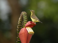 Olive-backed Sunbird - female  - Phuket