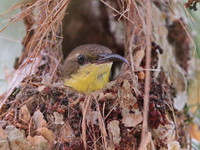 Olive-backed Sunbird - female  - Koh Phra Thong