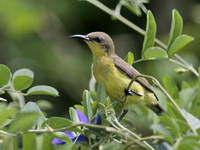 Olive-backed Sunbird - female  - Phuket