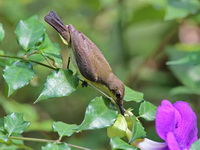 Olive-backed Sunbird - female  - Khao Sok NP