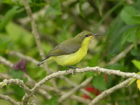Olive-backed Sunbird - juvenile  - Phuket