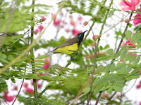 Olive-backed Sunbird - male  - Phuket